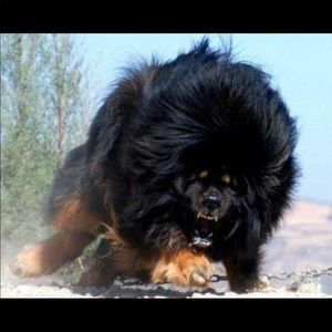 Meet your Posher, Lester